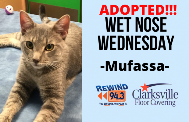 Wet Nose Wednesday…Meet Mufassa!