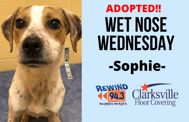 Wet Nose Wednesday…Meet Sophie!