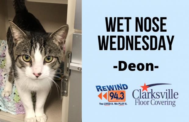 Wet Nose Wednesday…Meet Deon!