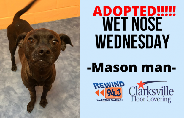 Wet Nose Wednesday…Meet Mason Man!!