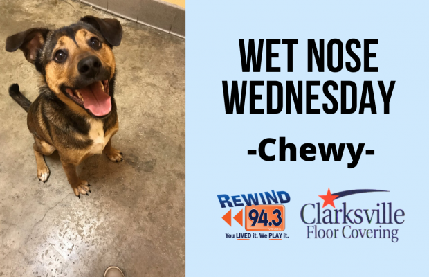 Wet Nose Wednesday…Meet Chewy!!