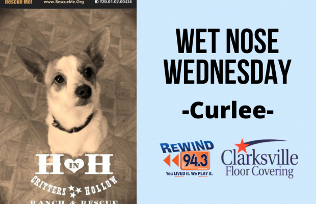 Wet Nose Wednesday…Meet Curlee!!