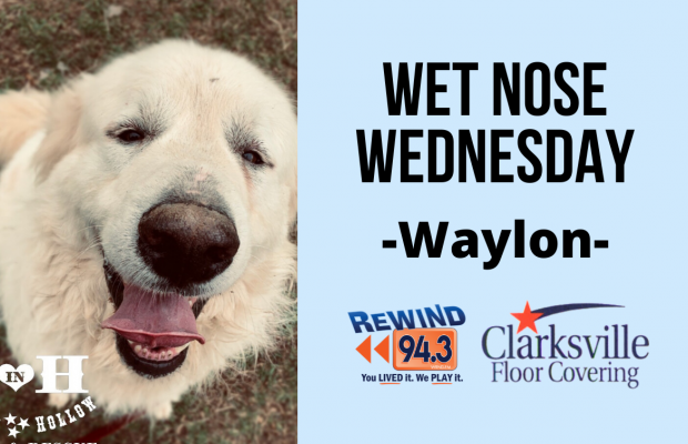 Wet Nose Wednesday…Meet Waylon!