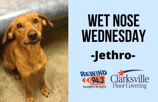 Wet Nose Wednesday…Meet Jethro!!