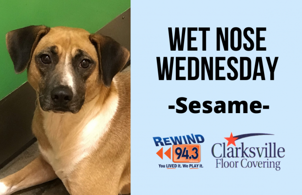Wet Nose Wednesday…Meet Sesame!