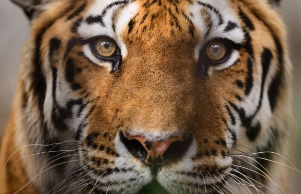 A Virginia based brewery just launched a “Tiger King” themed beer