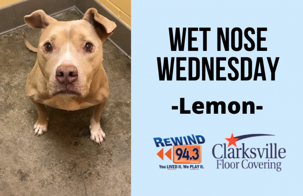 Wet Nose Wednesday…Meet Lemon!