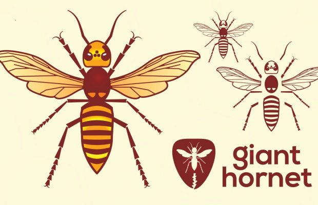 Youtuber, Coyote Peterson “King of Sting” lets a murder hornet sting him on purpose!