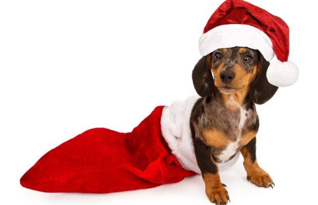 Postal Carrier makes little stockings for dogs on his route