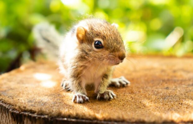 Cute baby squirrel gets save by dude at Sonic