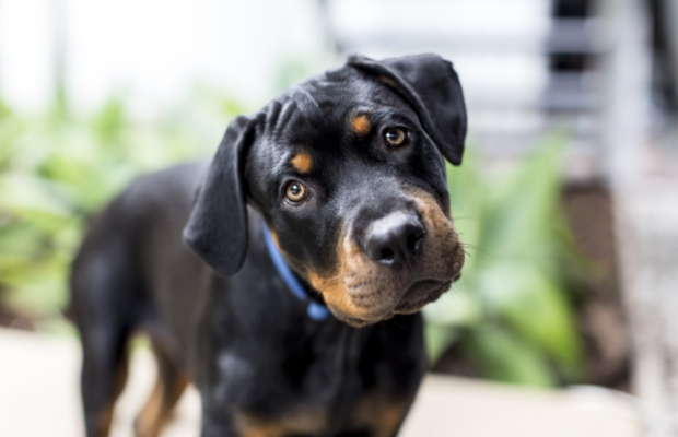 Your dog may be a genius!