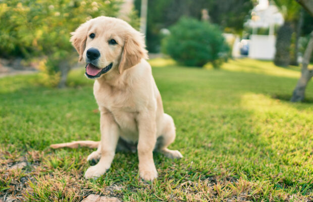 Pup gets adopted just in time for Christmas