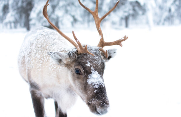 Deer keeps getting into fights with Rudolph lawn ornament
